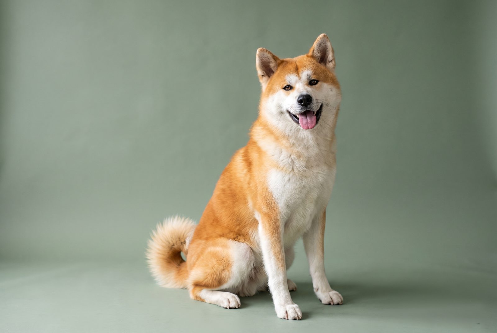 Akita
