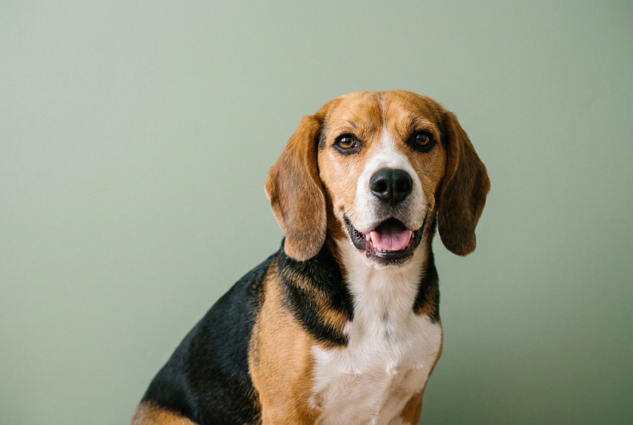 Beagle