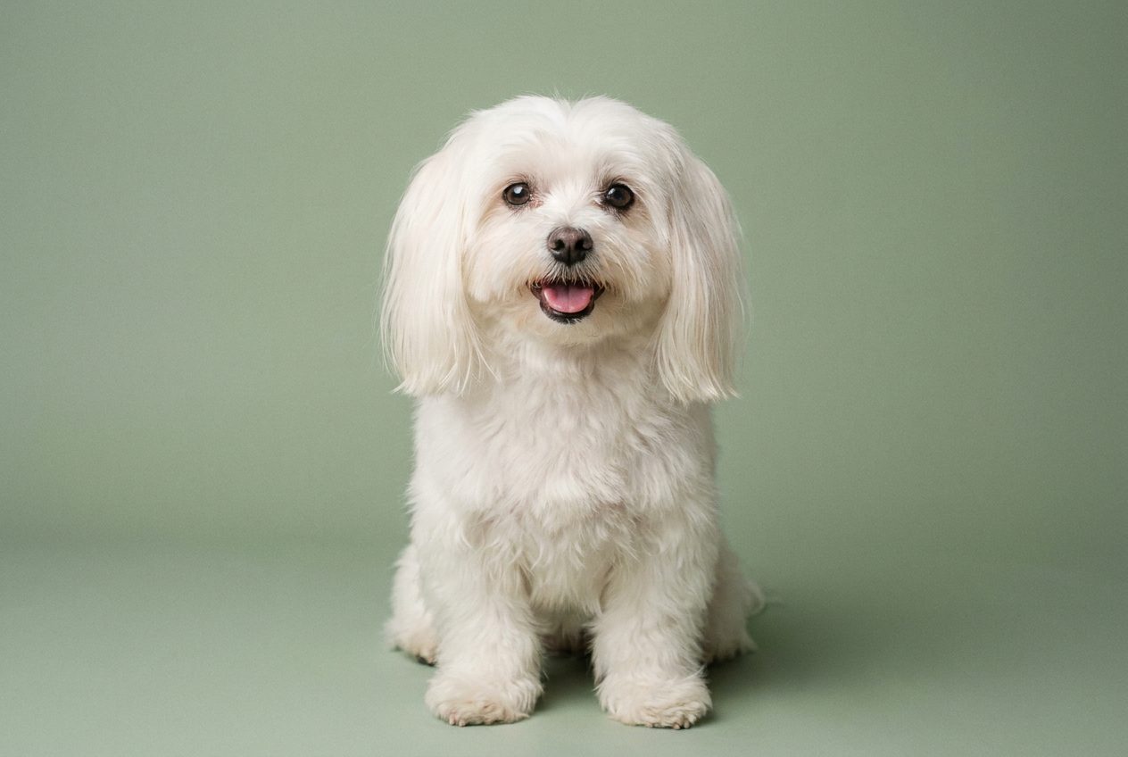Maltese