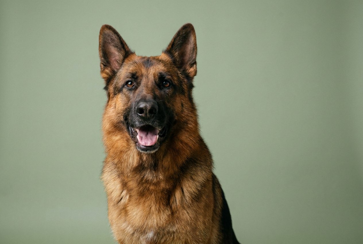 German Shepherd