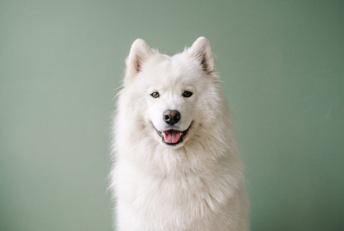 Samojed